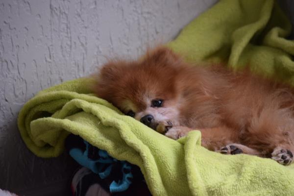 /Images/uploads/Humane Society of Utah/HSU2018/entries/4049thumb.jpg
